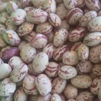 لوبیا چیتی کوشا