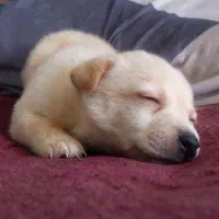 سگ اروم پاکوتاه|سگ|تهران, کاج|دیوار