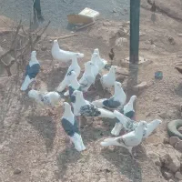 کفتر ها شونی|پرنده|کوهدشت, |دیوار