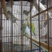 جوجه عروس هلندی سرلاکی تا ۵ ماه دستی مرغ عشق|پرنده|برازجان, |دیوار