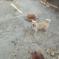 سگ پامرنر