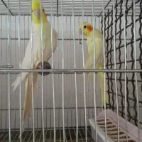 عروس هلندی مولد لوتینو|پرنده|چهارباغ, |دیوار