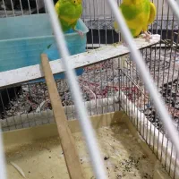 2عدد مرغ عشق نر