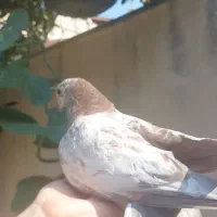 جوجه کبوترهای زیبا|پرنده|رشت, آب و برق|دیوار