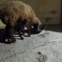 میش بره دار|حیوانات مزرعه|آبپخش, |دیوار