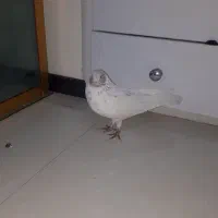 کبوتر|حیوانات|کرج, فاز ۳ گوهردشت|دیوار