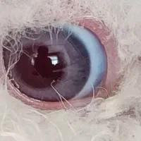 خرگوش لوپ ترکیش|موش و خرگوش|مرودشت, پشت سایپا‎|دیوار