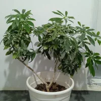 گل شفلر طبیعی
