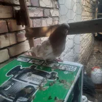 کبوتر کله زرد|پرنده|رودبار (کرمان), |دیوار