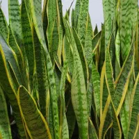 گیاهان آپارتمانی|گل و گیاه طبیعی|امامزاده عبدالله, |دیوار