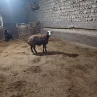 شیشک افشاری