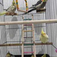 جفت عروس هلندی جوان به همراه جوجه