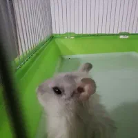 همستر کمپل|موش و خرگوش|ری, سیزده آبان|دیوار