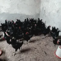 نیمچه مرغ تخمگذار 4 ماهه استرالوپ|حیوانات مزرعه|شاهین‌شهر, حافظ جنوبی|دیوار