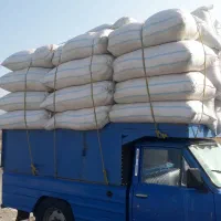 کاه گندم انواع دانه طیور پرده دام