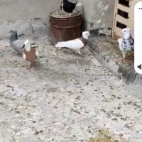 کبوترتوقی