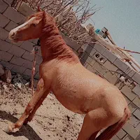 اسب مادیون|اسب و تجهیزات اسب‌سواری|سرچهان, |دیوار