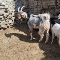 کهره|حیوانات مزرعه|مرودشت, مجد آباد|دیوار