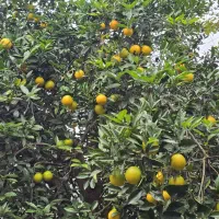 پرتقال تامسون تنکابن-عباسآباد|خوردنی و آشامیدنی|نشتارود, |دیوار