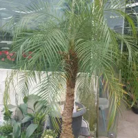 کارشناس گیاهپزشکی،آماده همکاری