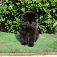 توله ژرمن بلک موبلند