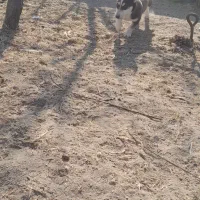 سگ پاکوتاه|سگ|مراغه, |دیوار