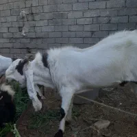 نر بز افغانی اصل اصل|حیوانات مزرعه|شوش, |دیوار