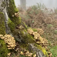 تور آفرود گیلان/ریلی و هوایی|تور و چارتر|کرمان, |دیوار