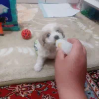 سگ شیتزواصل