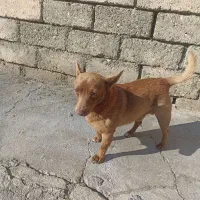 سگ خانگی ونگهبان کبوتر|سگ|نقده, |دیوار