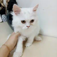 توله گربه های پرشین