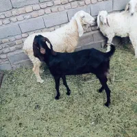 بز رشتی
