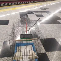 قفس پرنده