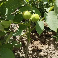 وایقان نهال فروش انواع نهال اصلاح شده|خدمات باغبانی و درختکاری|شبستر, |دیوار