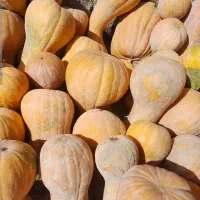 حدودا یک تن کدو حلوایی