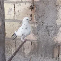 کبوتر