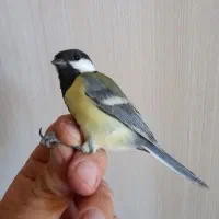 سهره نر