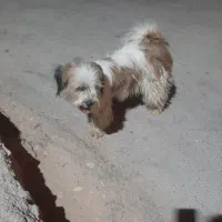 ۲ عدد سگ شیتزو نرو ماده  باردار