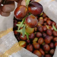 عناب تازه