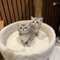 گربه بیریتیش نر