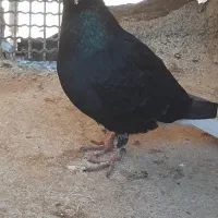 کبوتر