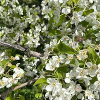 باغ ۷۹۰متر دماوند|فروش خانه و ویلا|دماوند, دماوند|دیوار