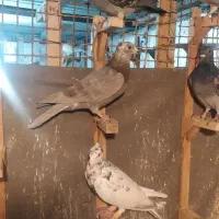 ده عدد کبوتر پرشی|پرنده|شیراز, عادل آباد|دیوار