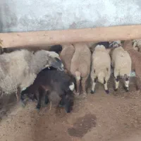 بره گوسفند نرو ماده قیمت مناسب