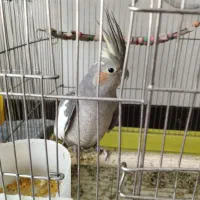 عروس هلندی جفت