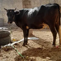 گاو آبستن در هشت ماهگی|حیوانات مزرعه|اهواز, سپیدار|دیوار