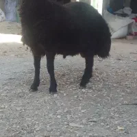 بره قوچ همو با میش بره هم معاوضه می کنم