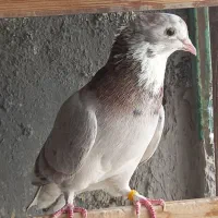 کبوتر ،کفتر پرشی،سرور ، تیرماهی تضمینی