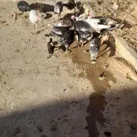 بوقلمون|حیوانات مزرعه|کبودرآهنگ, |دیوار