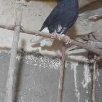 کبوتر پرنده